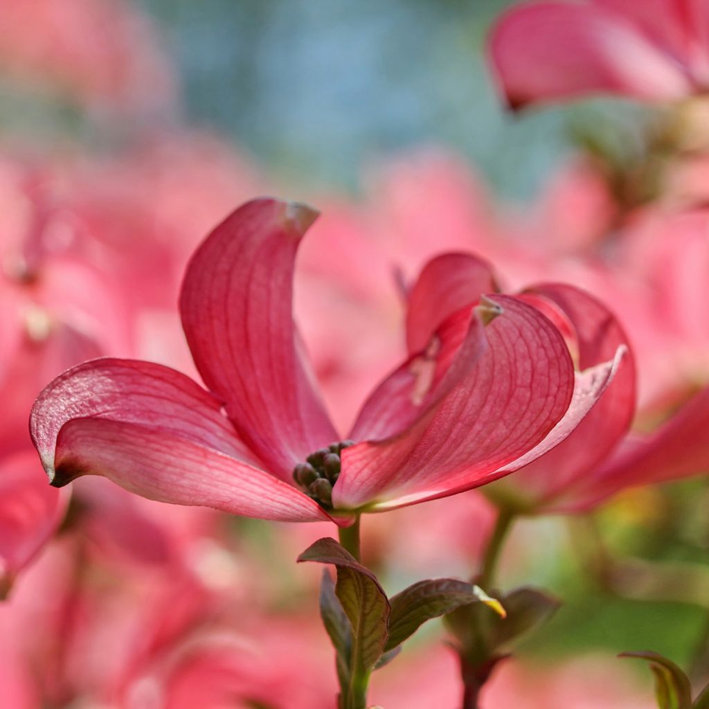 Japanischer Blumen-Hartriegel Satomi - Cornus kousa