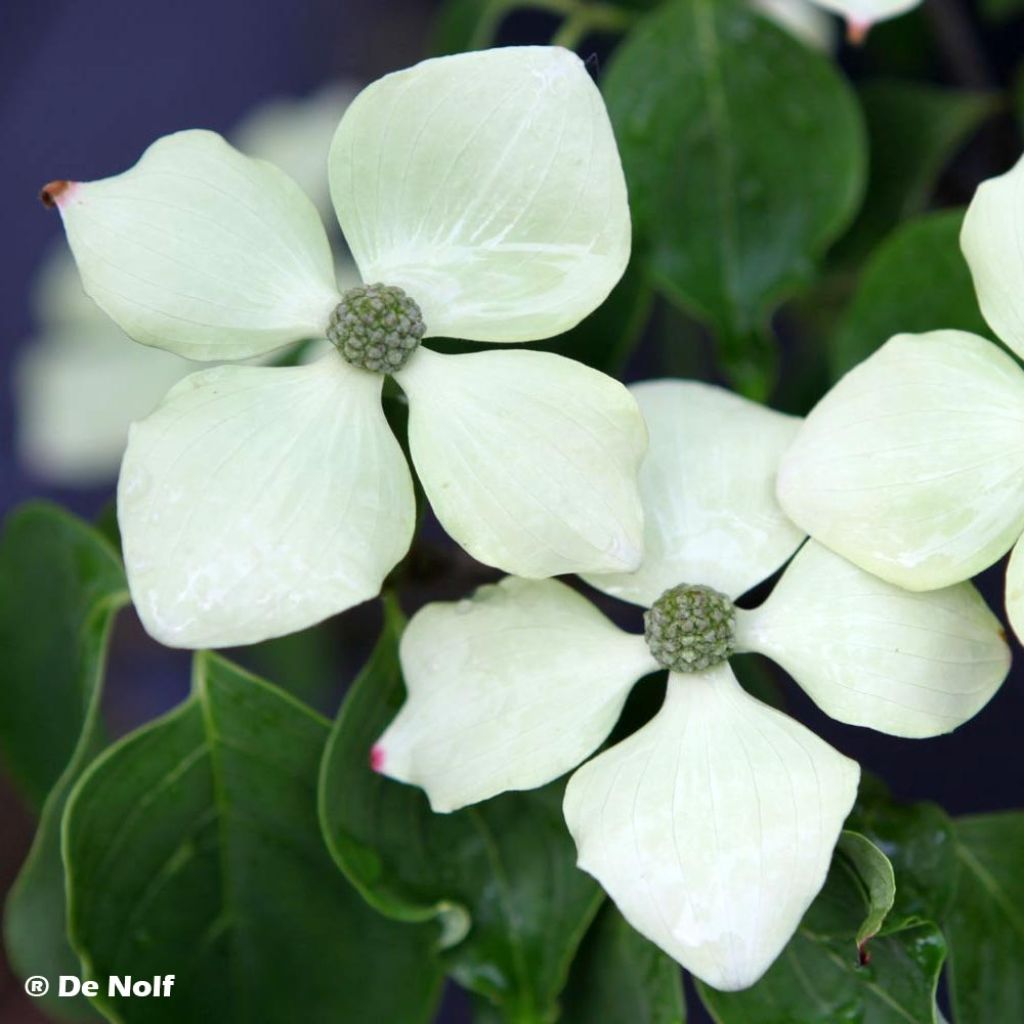 Japanischer Blumen-Hartriegel Schmetterling - Cornus kousa