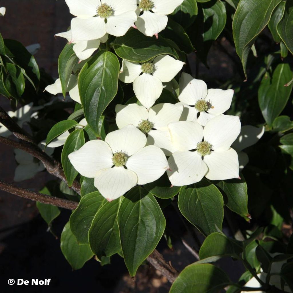 Cornus kousa Schmetterling - Cornouiller du Japon