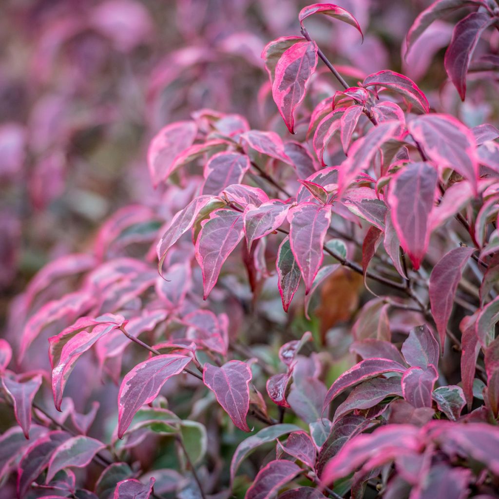 Cornus kousa Shira-yuki - Cornouiller du Japon