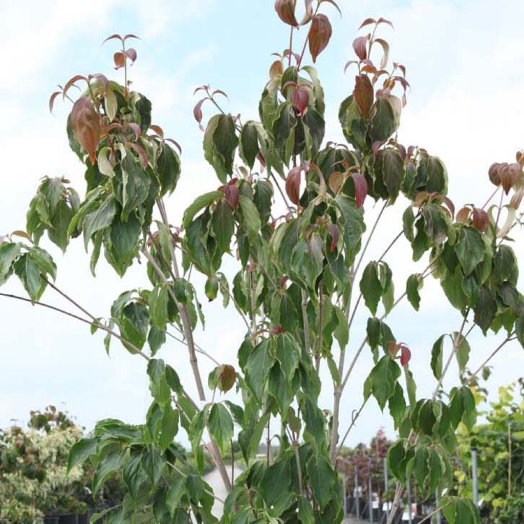 Cornus kousa Teutonia - Cornouiller du Japon