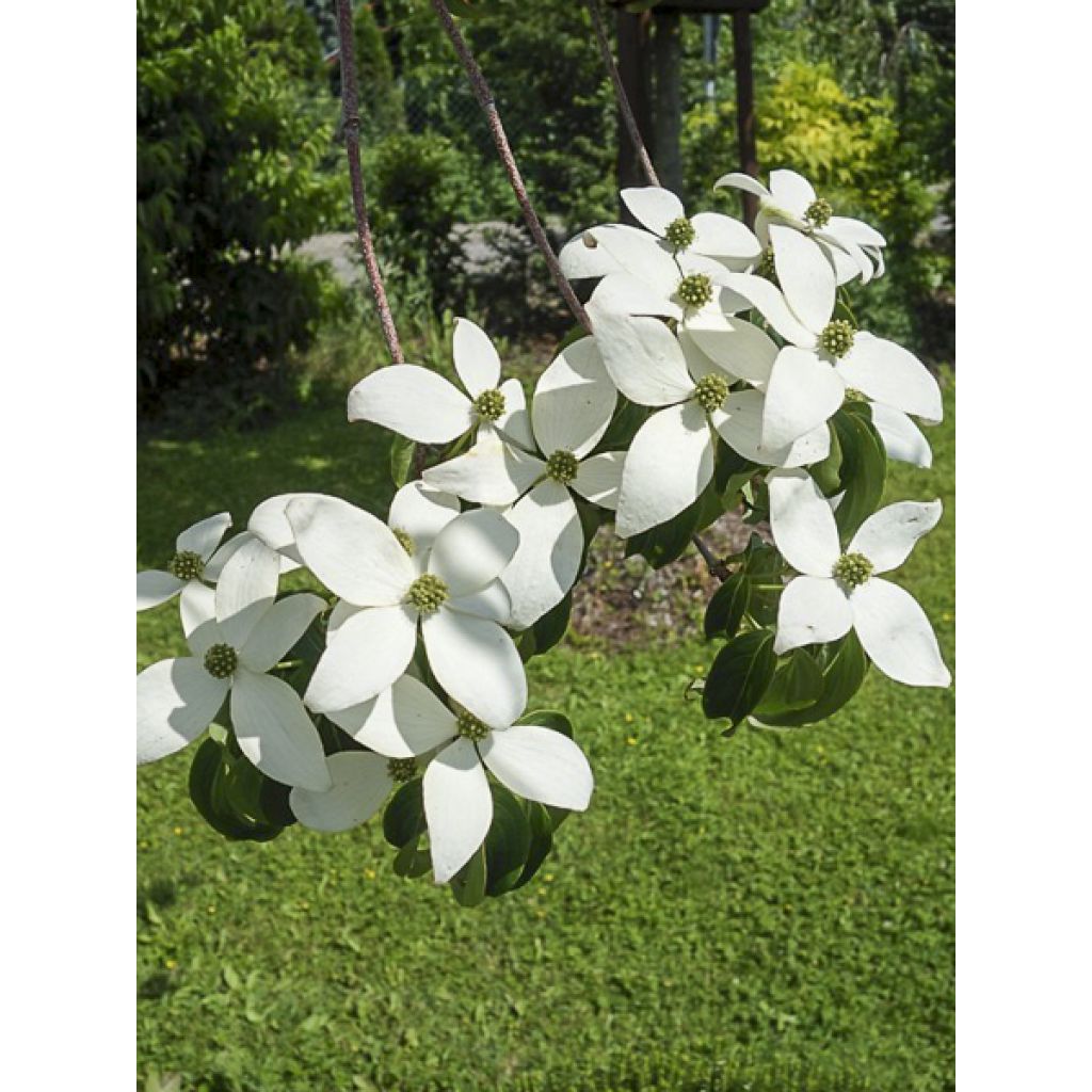 Japanischer Blumen-Hartriegel Weaver's Weeping - Cornus kousa