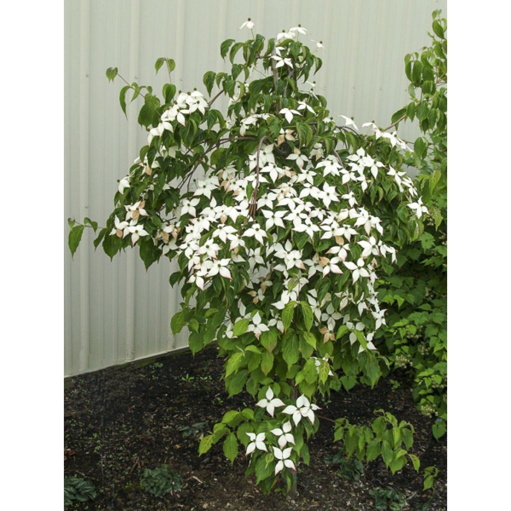 Japanischer Blumen-Hartriegel Weaver's Weeping - Cornus kousa