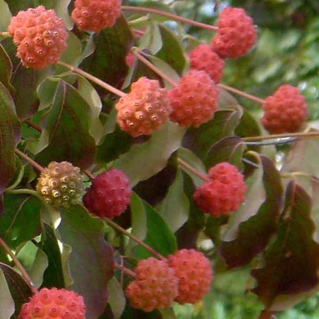 Cornus kousa Weisse Fontaine - Cornouiller du Japon