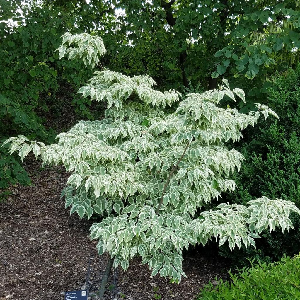 Cornus kousa Wolf Eyes - Cornouiller du Japon