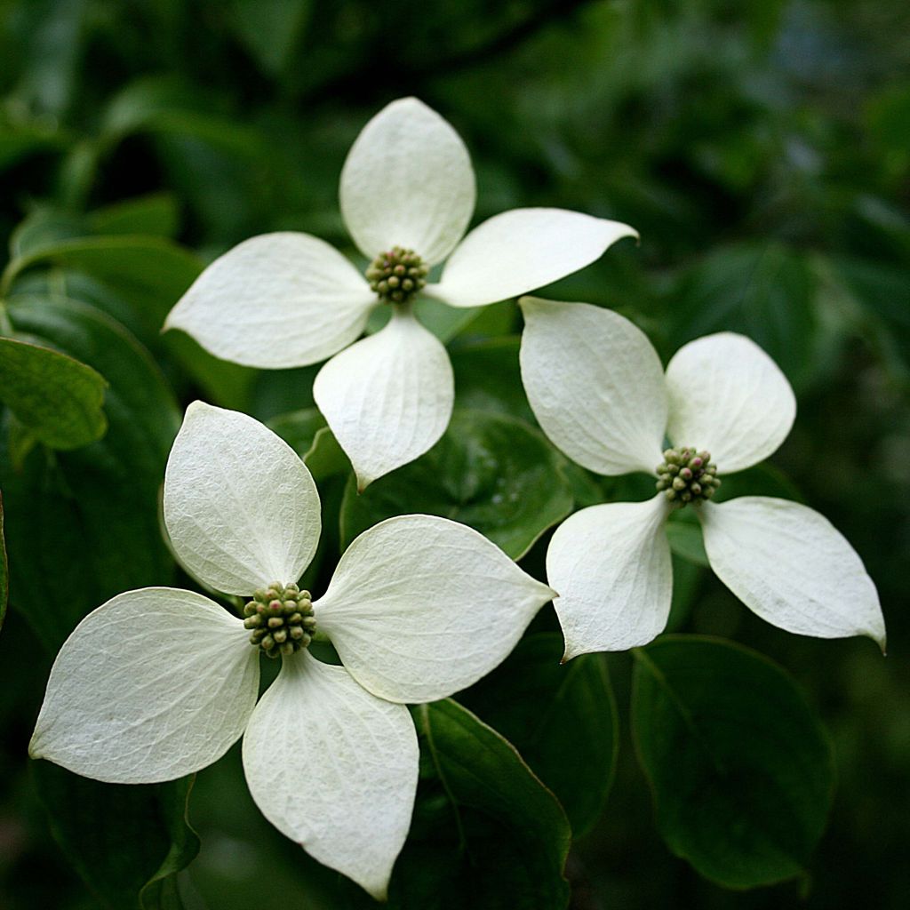 Cornus kousa chinensis - Cornouiller de Chine