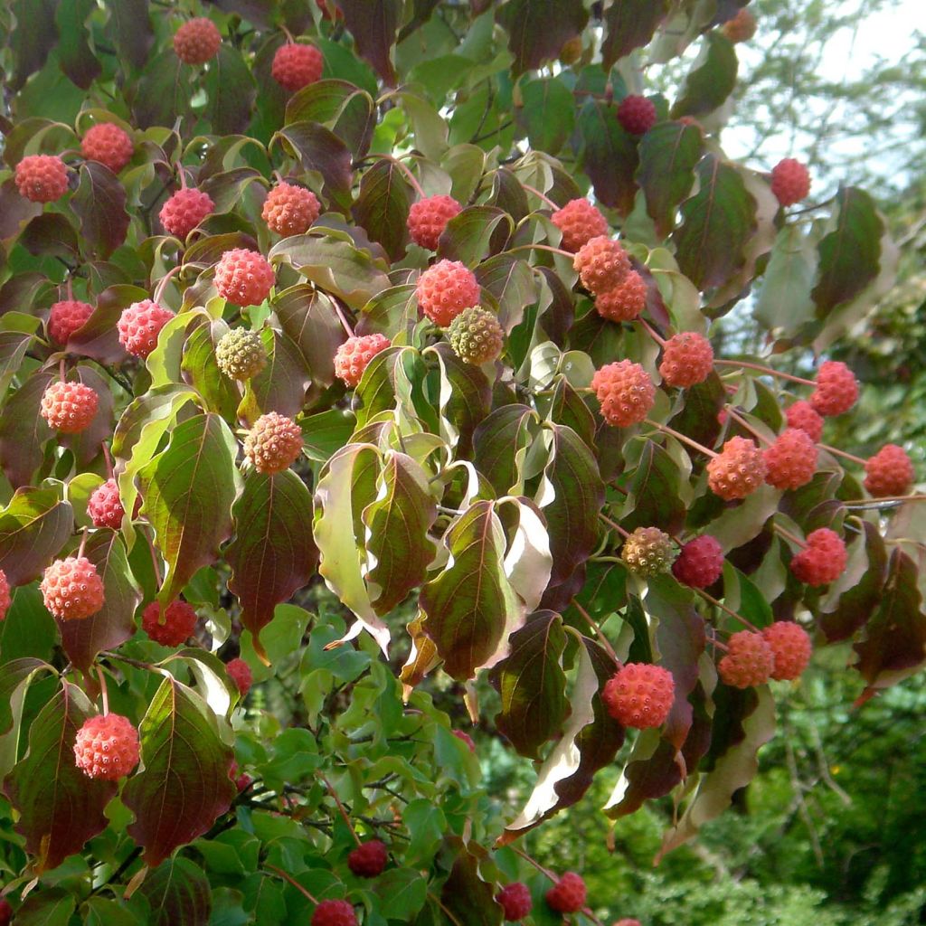 Cornus kousa chinensis - Cornouiller de Chine