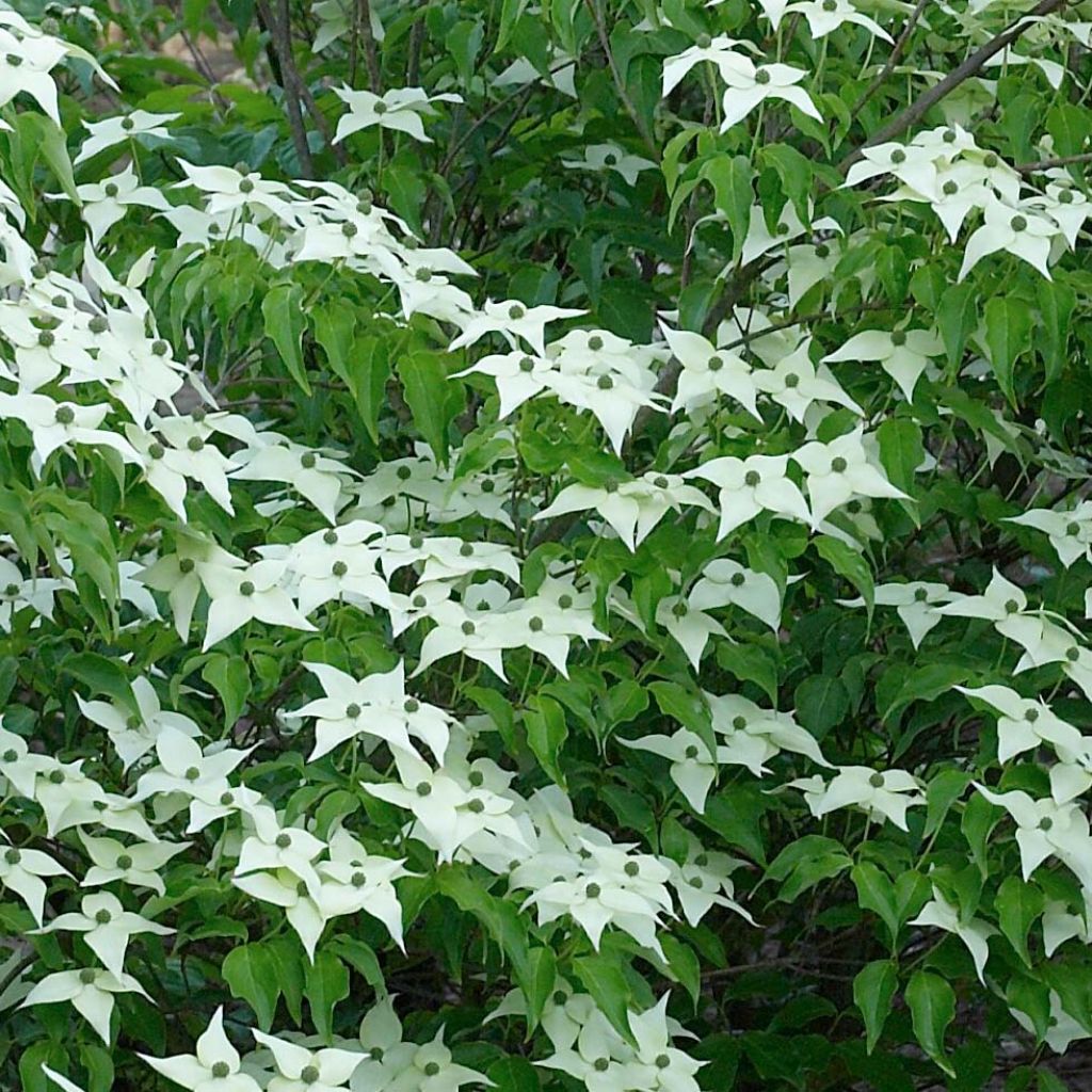 Cornus kousa chinensis - Cornouiller de Chine