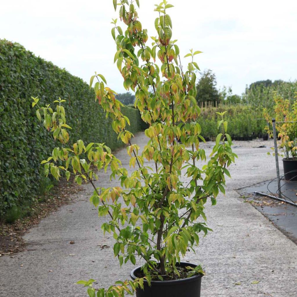 Cornus mas Aurea - Cornouiller mâle doré