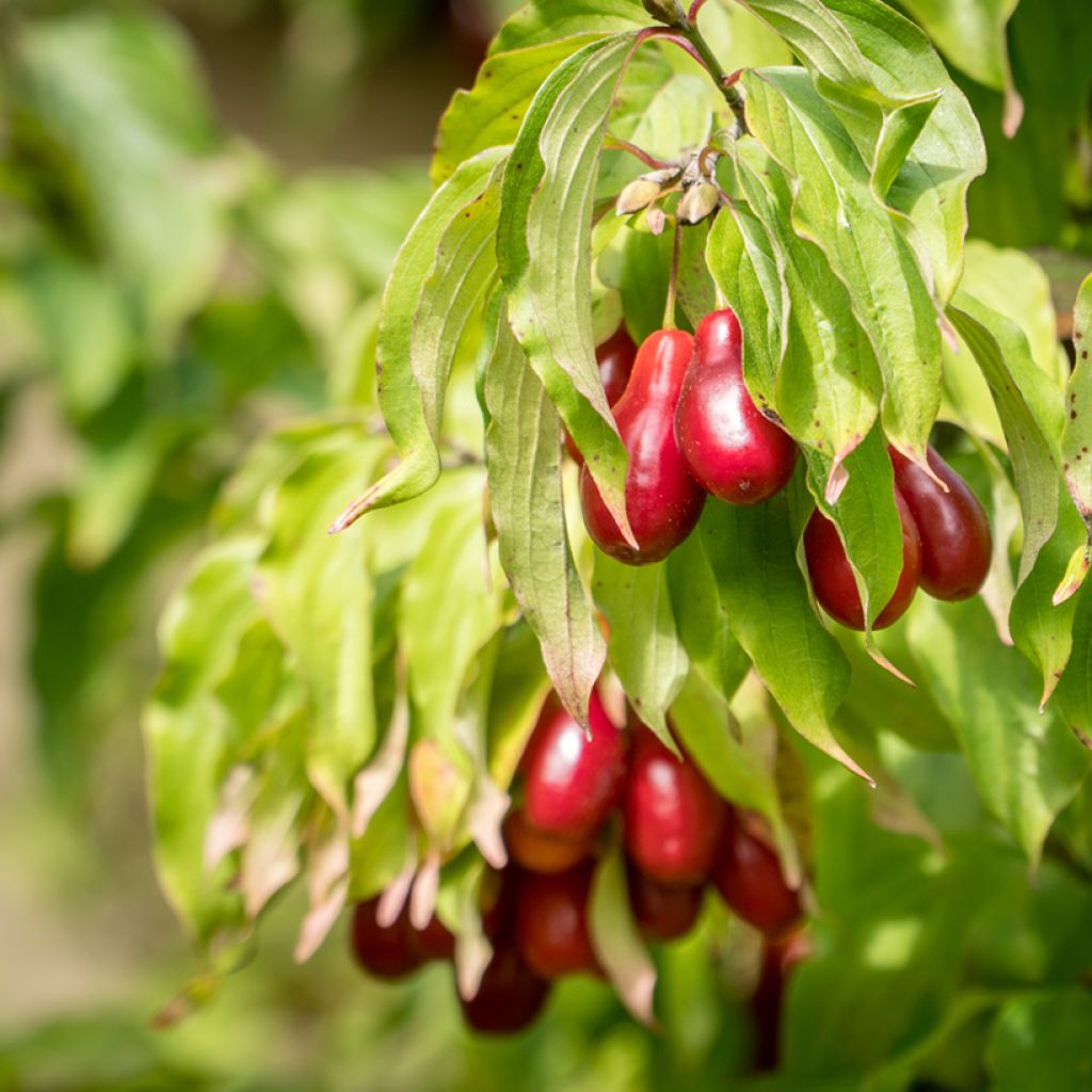 Cornus mas Bolestraszycki - Cornouiller mâle