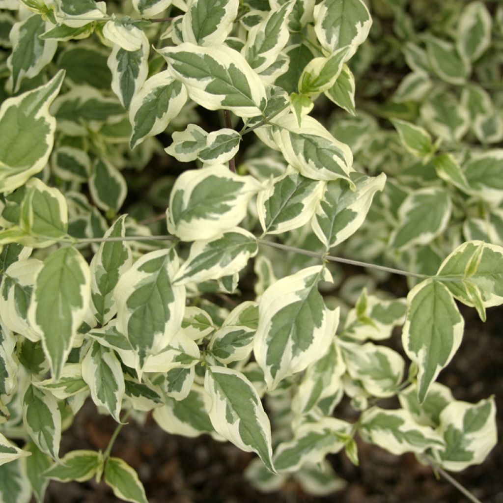 Kornelkirsche Variegata - Cornus mas