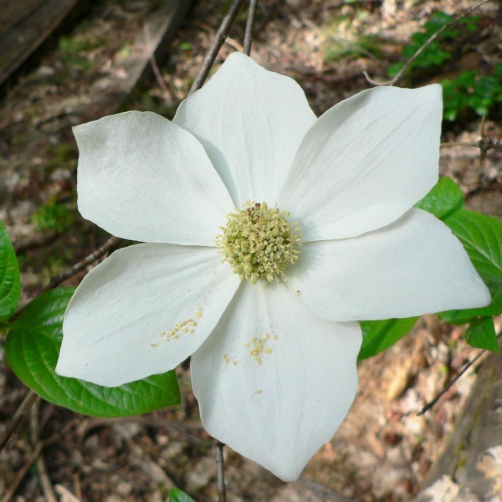 Cornouiller de nutali  - Cornus nuttallii Ascona