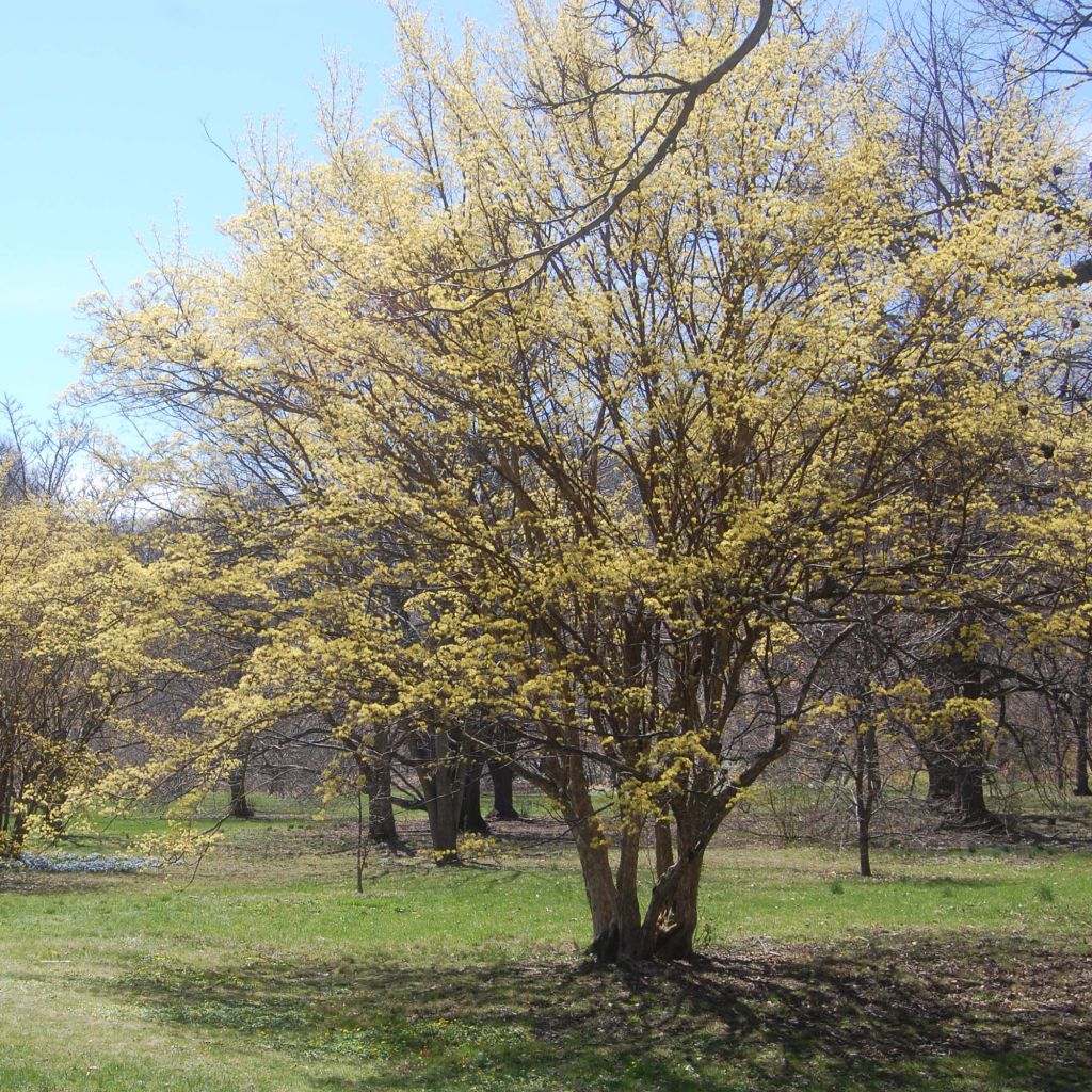 Cornus officinalis - Cornouiller officinal