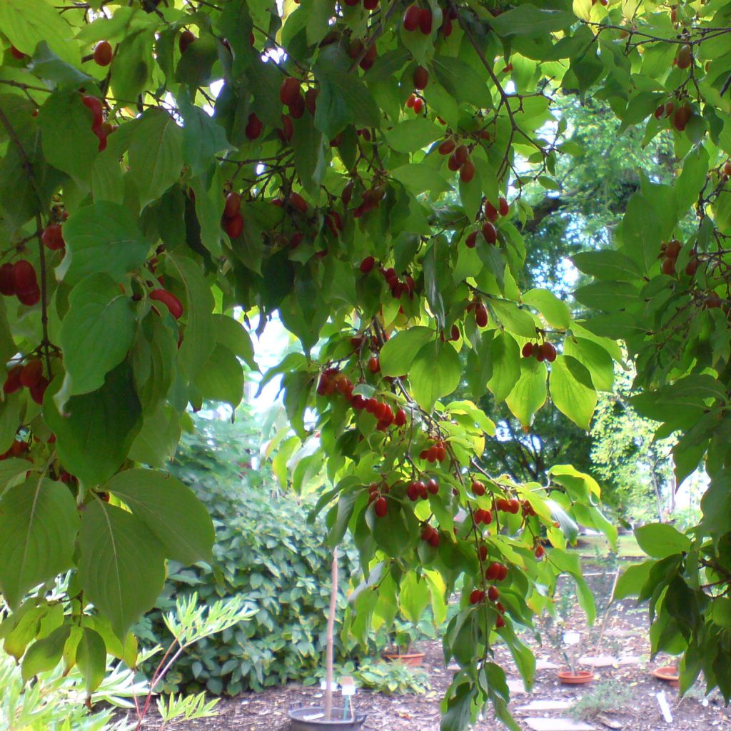 Cornus officinalis - Cornouiller officinal