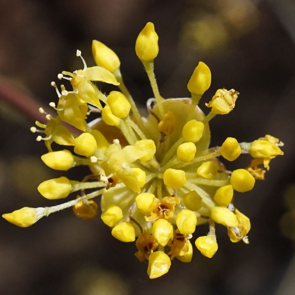 Cornus officinalis - Cornouiller officinal