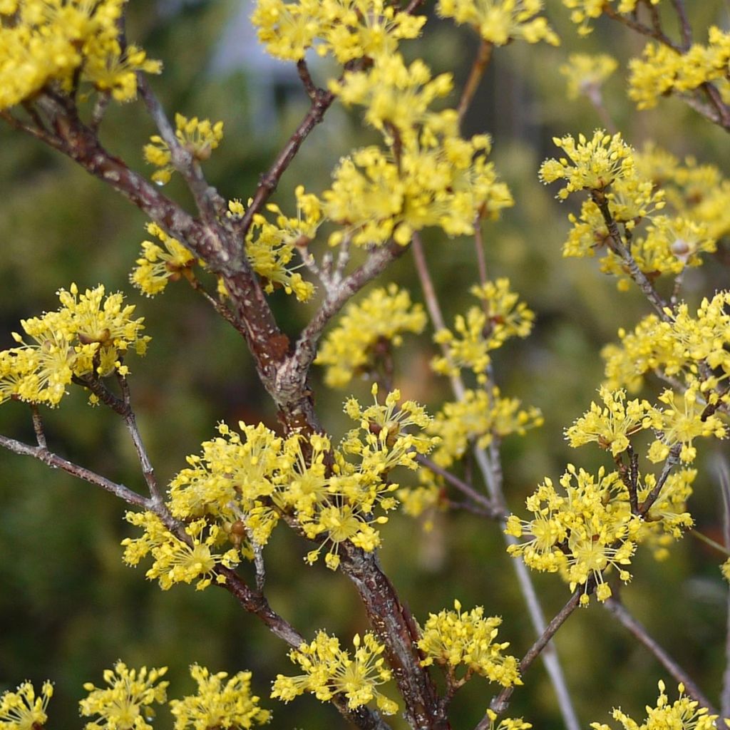 Asiatische Kornelkirsche Robin's Pride - Cornus officinalis