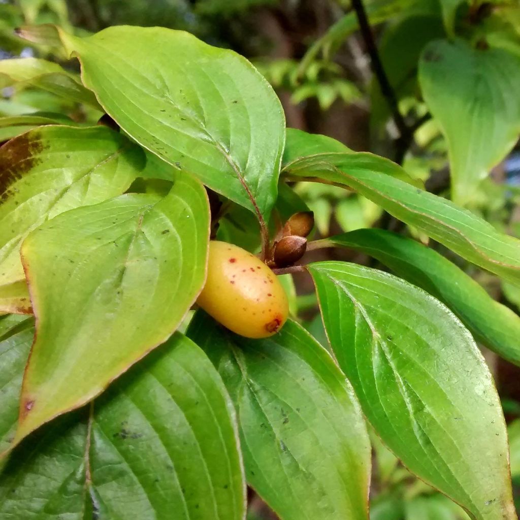 Cornus officinalis Robins Pride - Cornouiller officinal