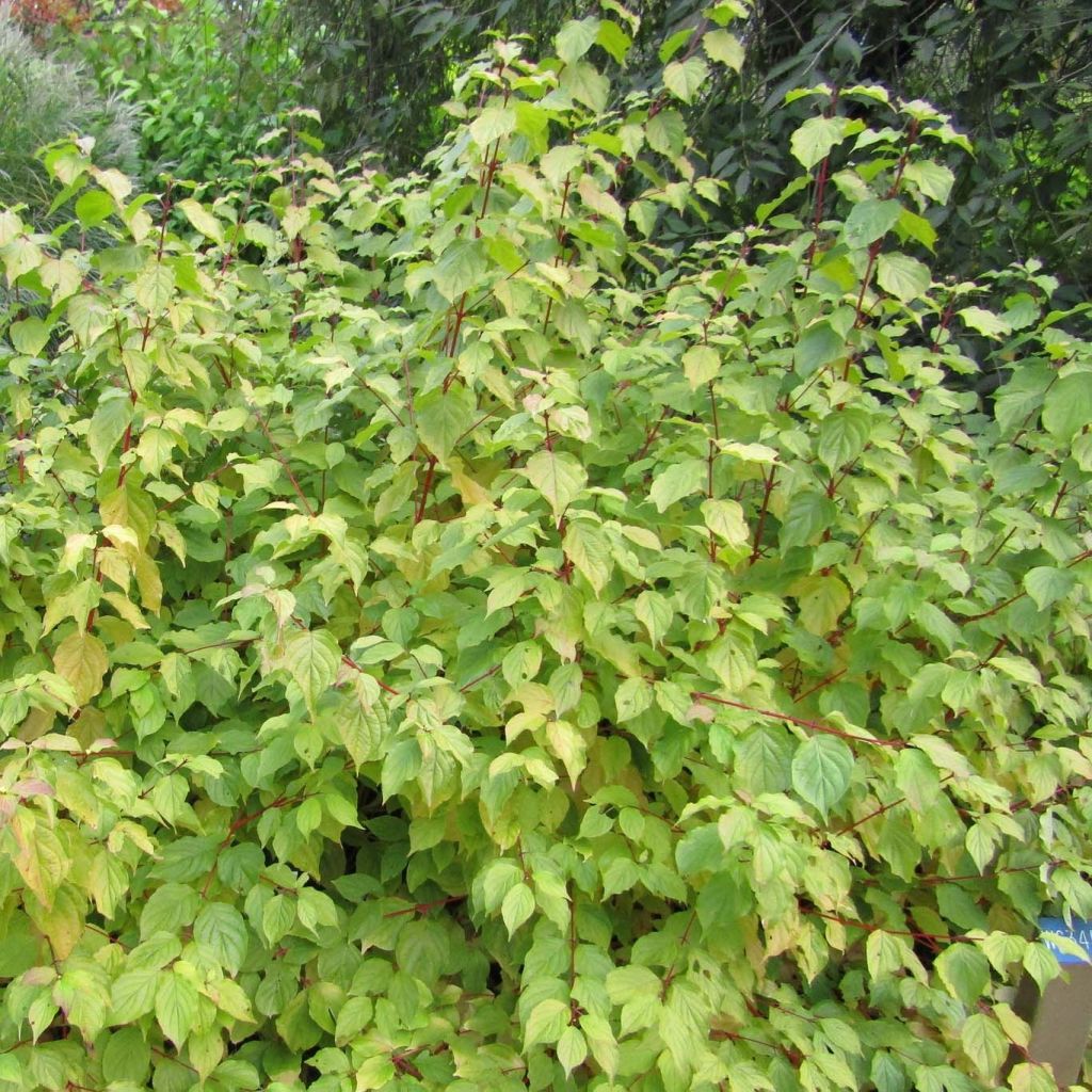 Roter Hartriegel Anny's Winter Orange - Cornus sanguinea