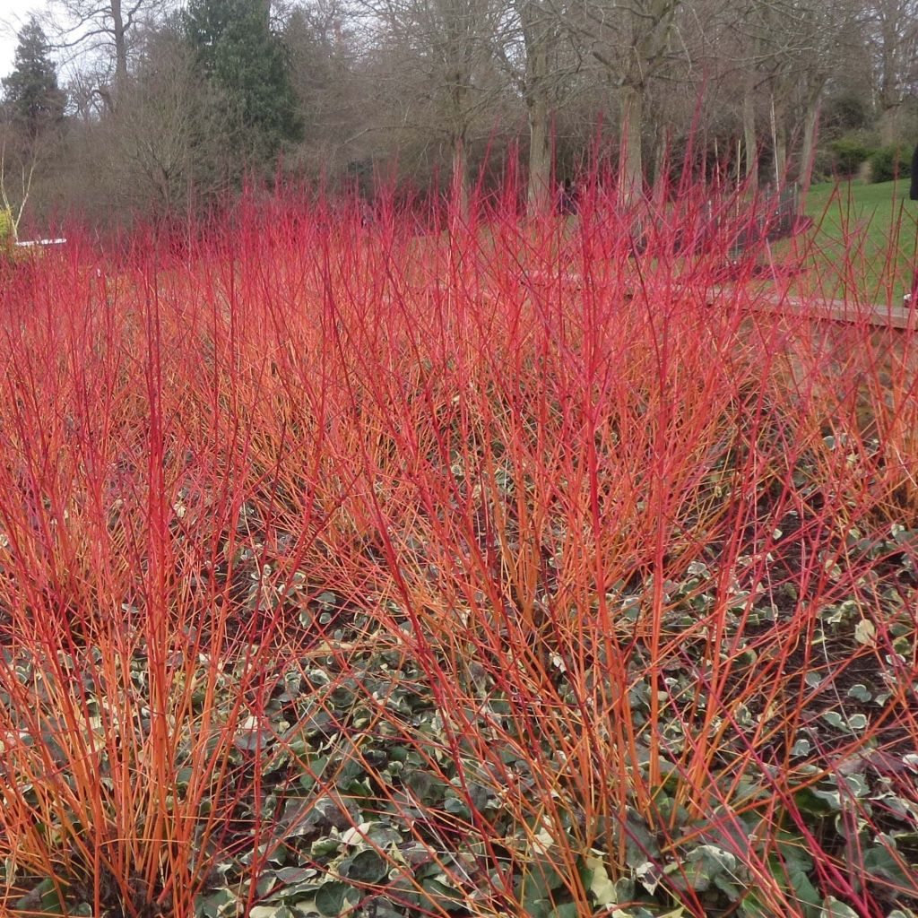 Cornus sanguinea Anny's Winter Orange - Cornouiller sanguin