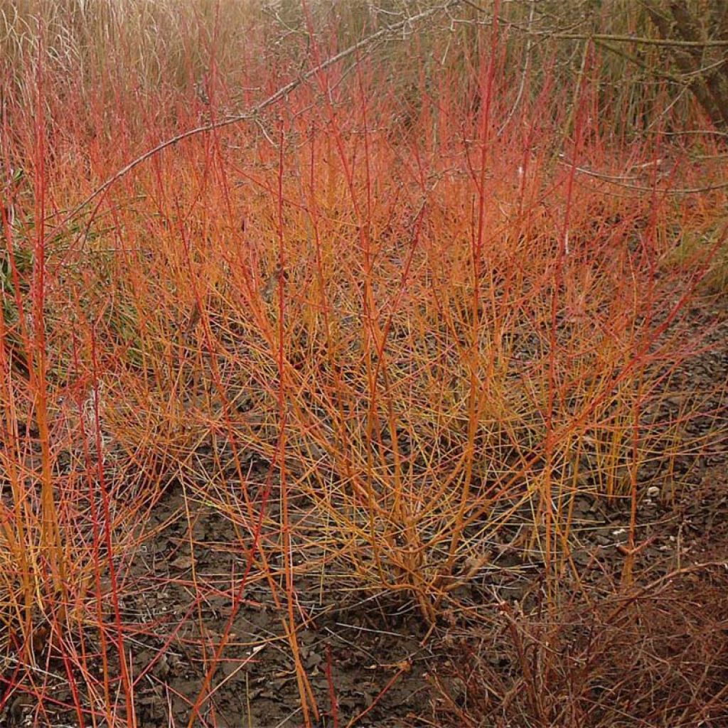 Cornus sanguinea Winter Beauty - Cornouiller sanguin