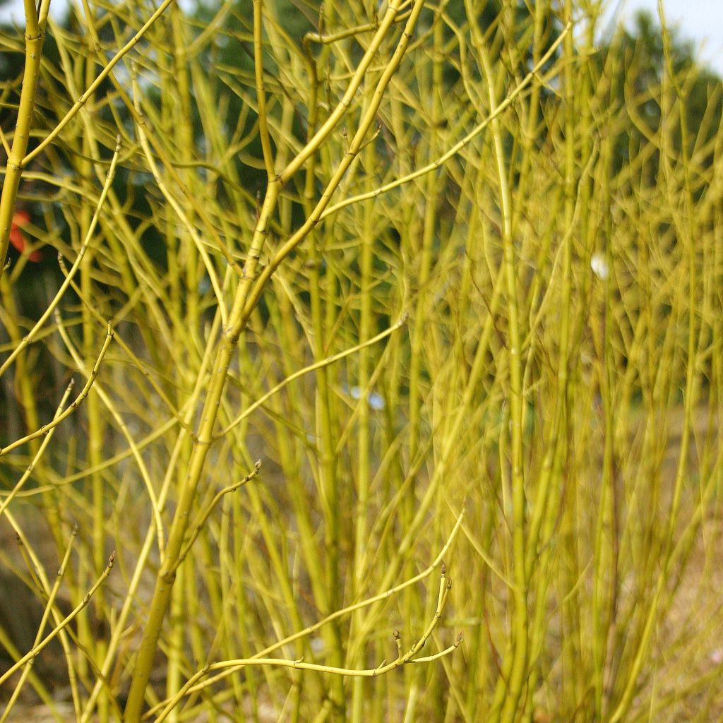 Cornus sericea Budd's Yellow - Cornouiller stolonifère.