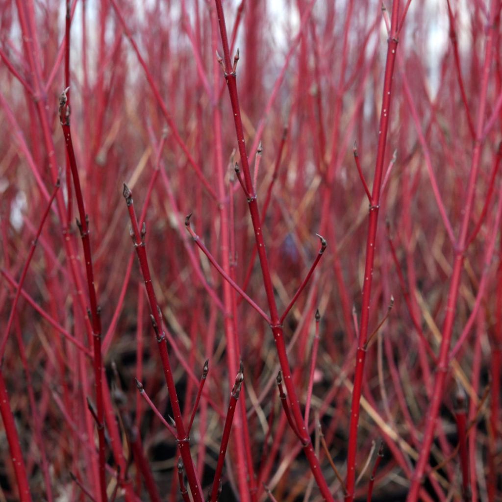 Seidige Hartriegel Firedance - Cornus sericea 