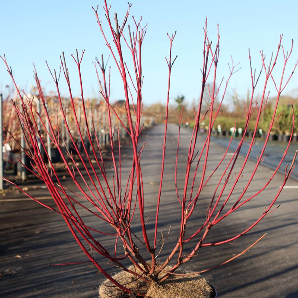 Seidige Hartriegel Firedance - Cornus sericea 