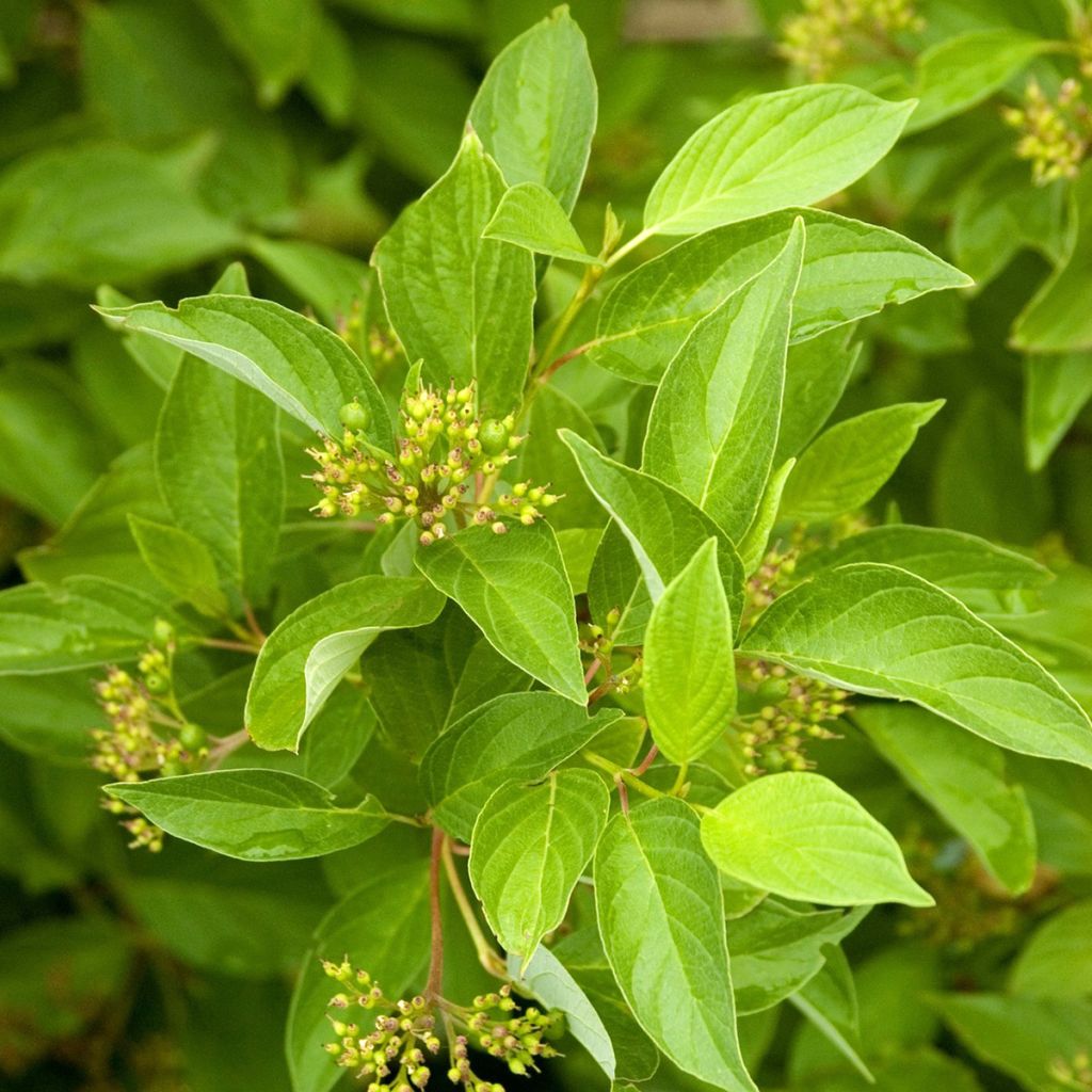 Seidige Hartriegel Firedance - Cornus sericea 