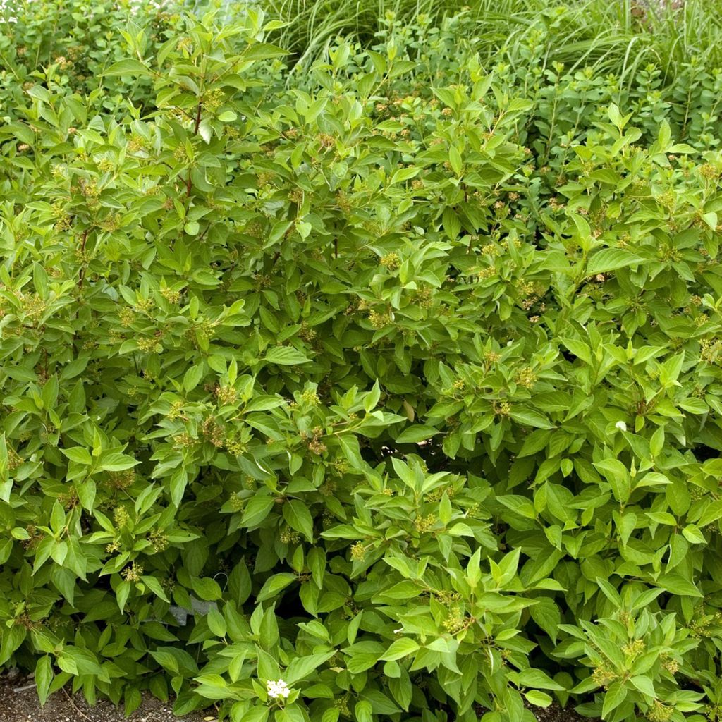 Seidige Hartriegel Firedance - Cornus sericea 