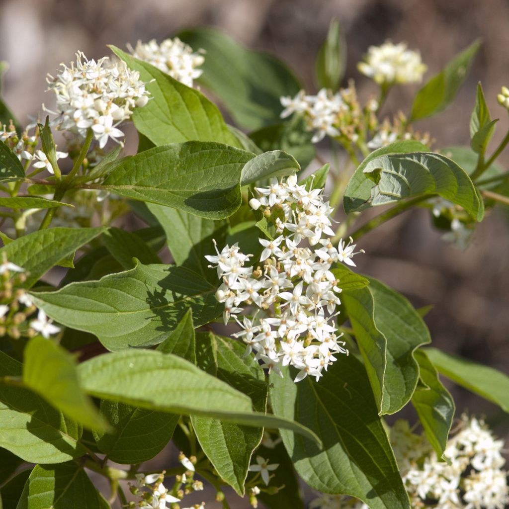 Seidige Hartriegel Firedance - Cornus sericea 