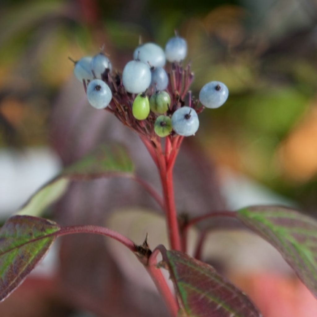 Cornouiller blanc - Cornus alba Siberian Pearls en pot de 10L