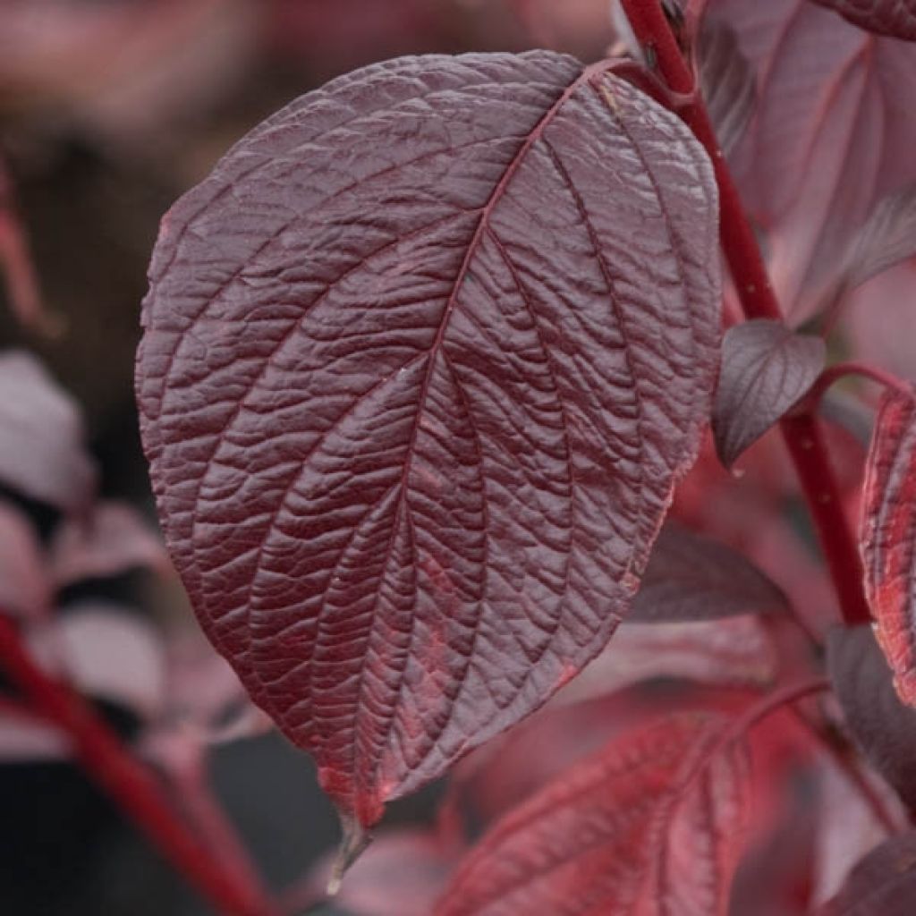 Cornouiller blanc - Cornus alba Siberian Pearls en pot de 10L