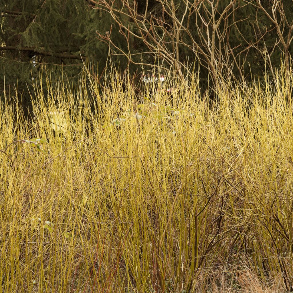 Seidige Hartriegel Flaviramea - Cornus sericea