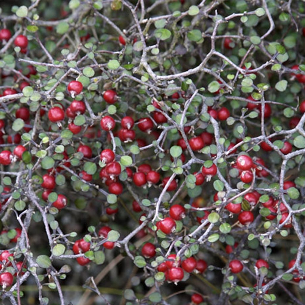 Corokia cotoneaster Little prince - Zickzackstrauch