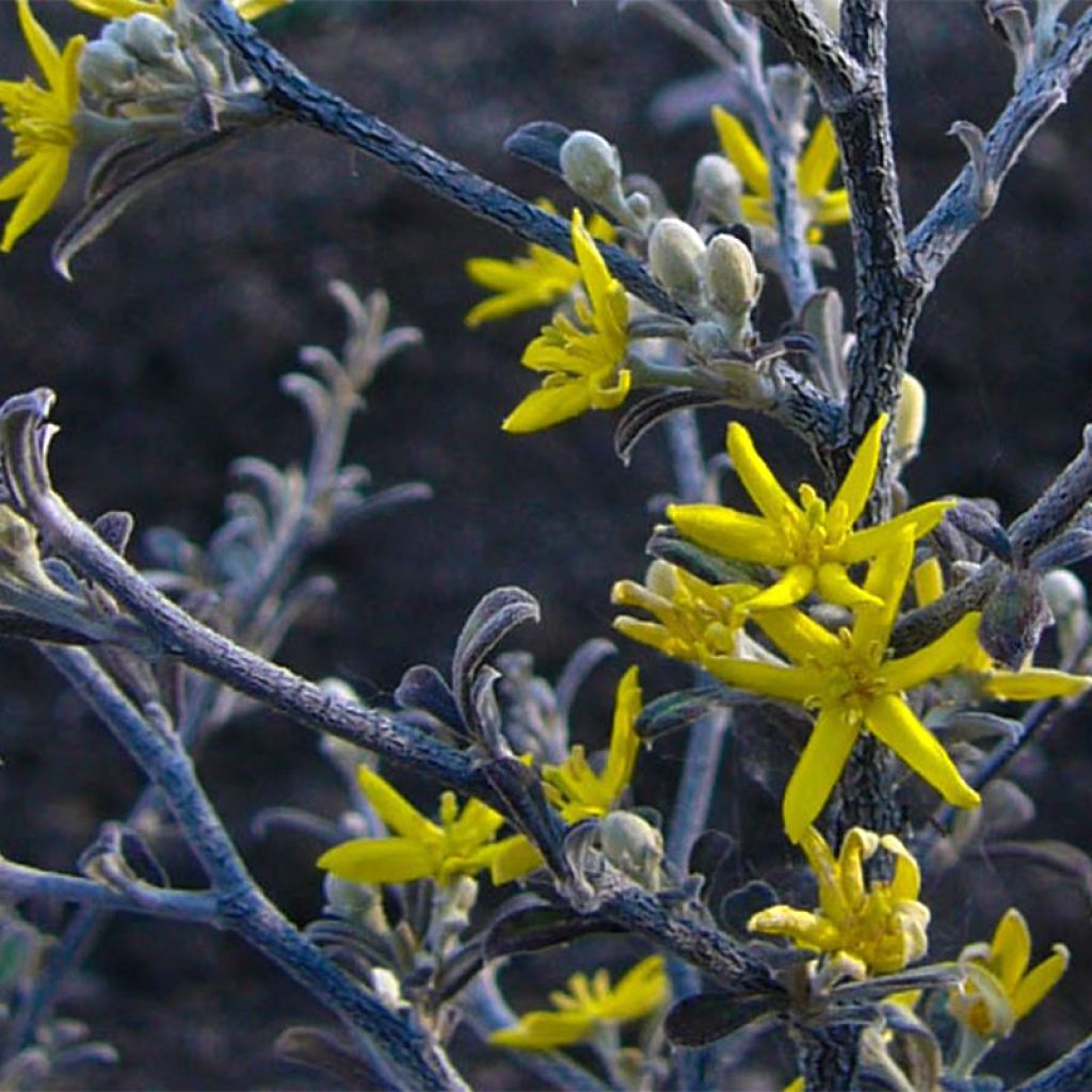 Corokia cotoneaster Little prince - Corokie