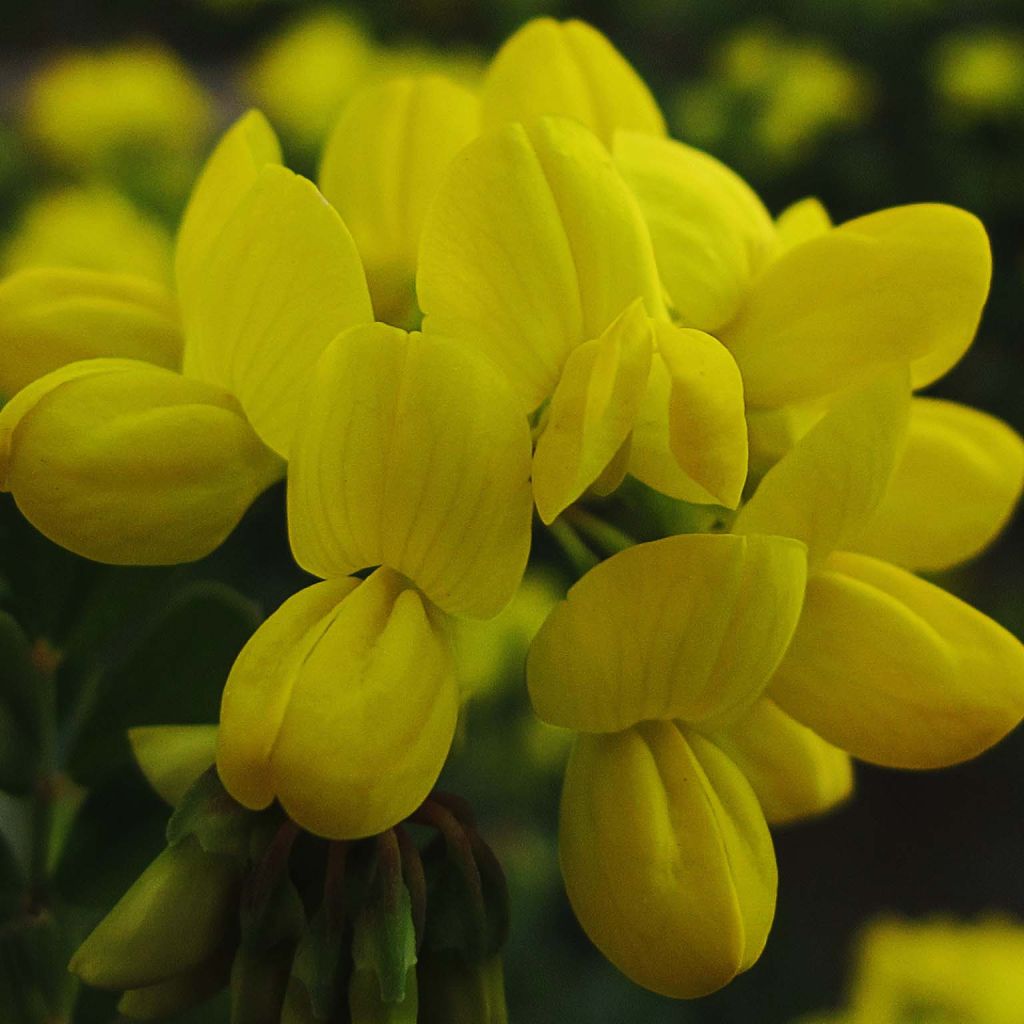 Coronilla valentina subsp. glauca - Blaugrüne Kronwicke