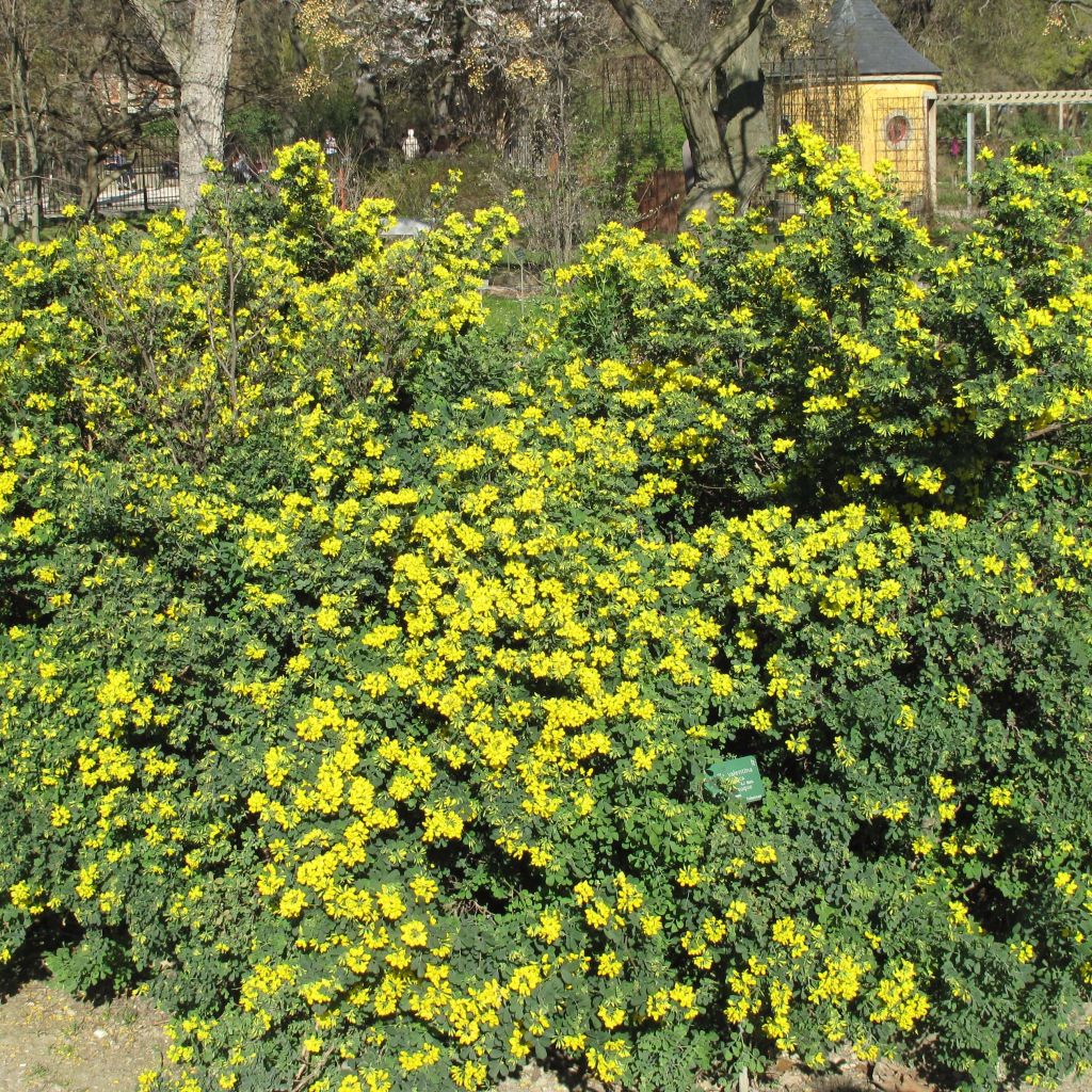 Coronille glauque - Coronilla valentina Glauca