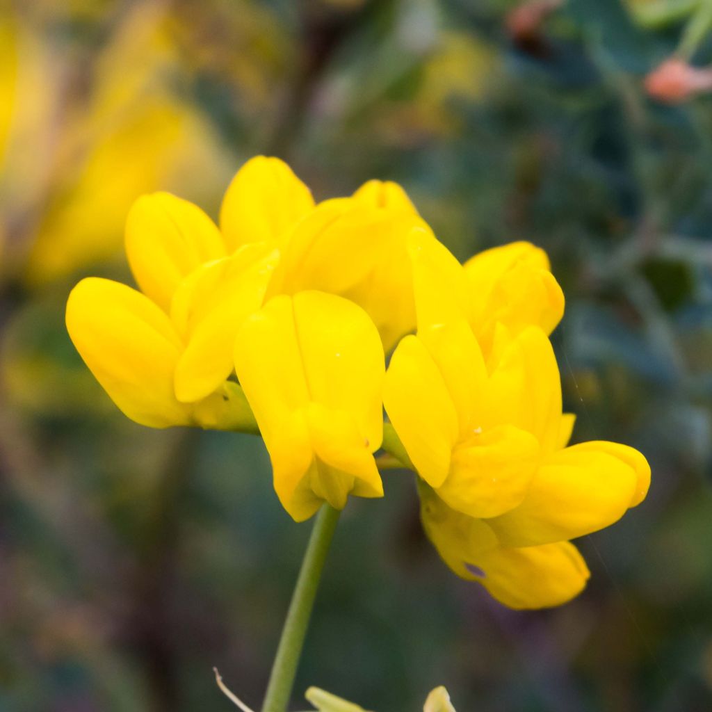 Coronille glauque - Coronilla valentina Glauca