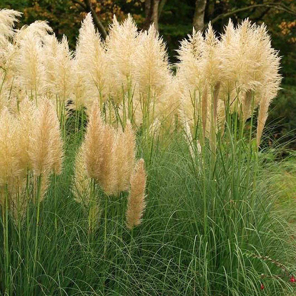 Cortaderia selloana Mini Pampas Gold - Pampasgras