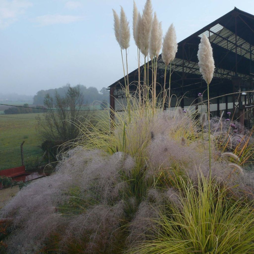 Cortaderia selloana Splendid Star - Herbe de la Pampa