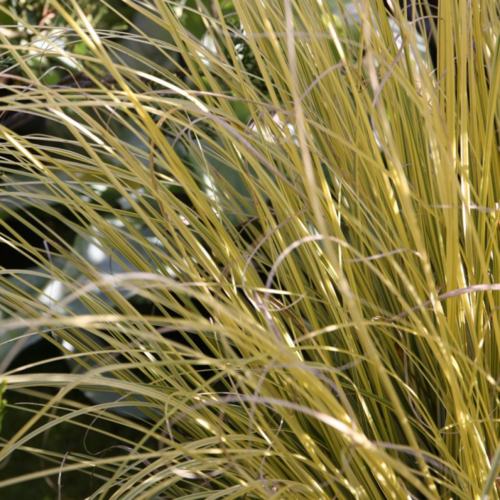 Cortaderia selloana Splendid Star - Pampasgras