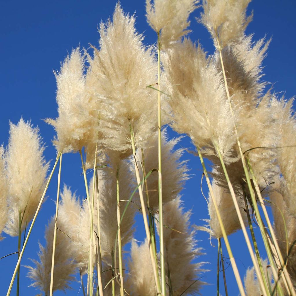 Cortaderia selloana Sunningdale Silver