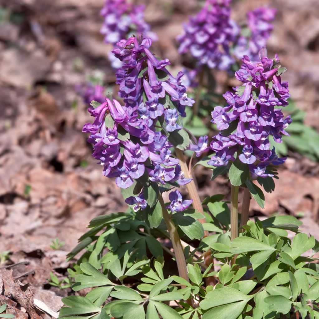 Corydalis solida