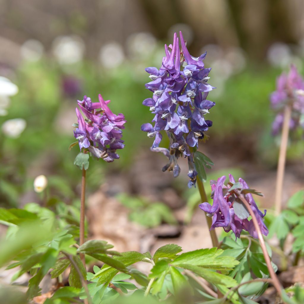 Corydalis solida