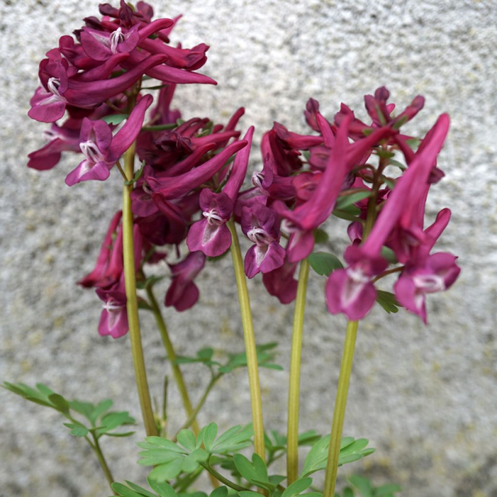 Corydalis solida Purple Bird - Corydale bulbeuse