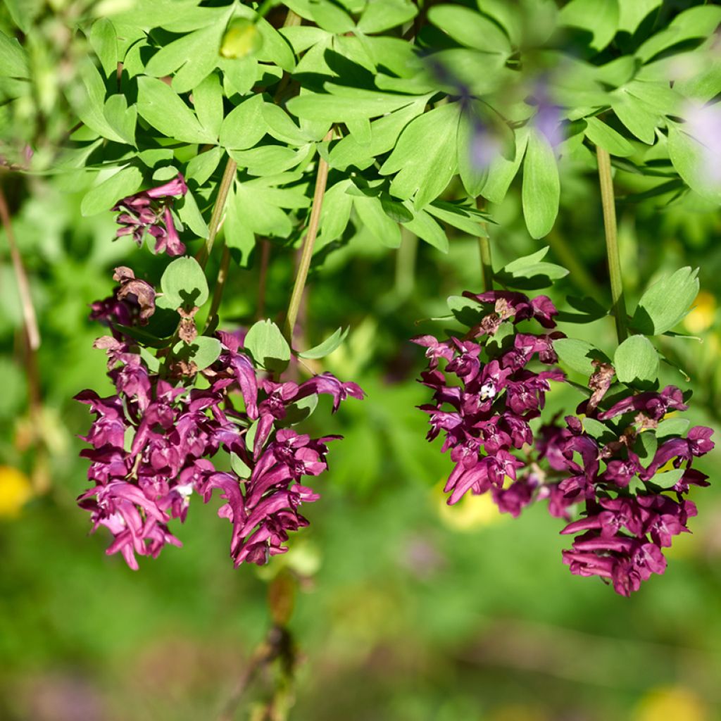 Corydalis solida Purple Bird - Gefingerter Lerchensporn