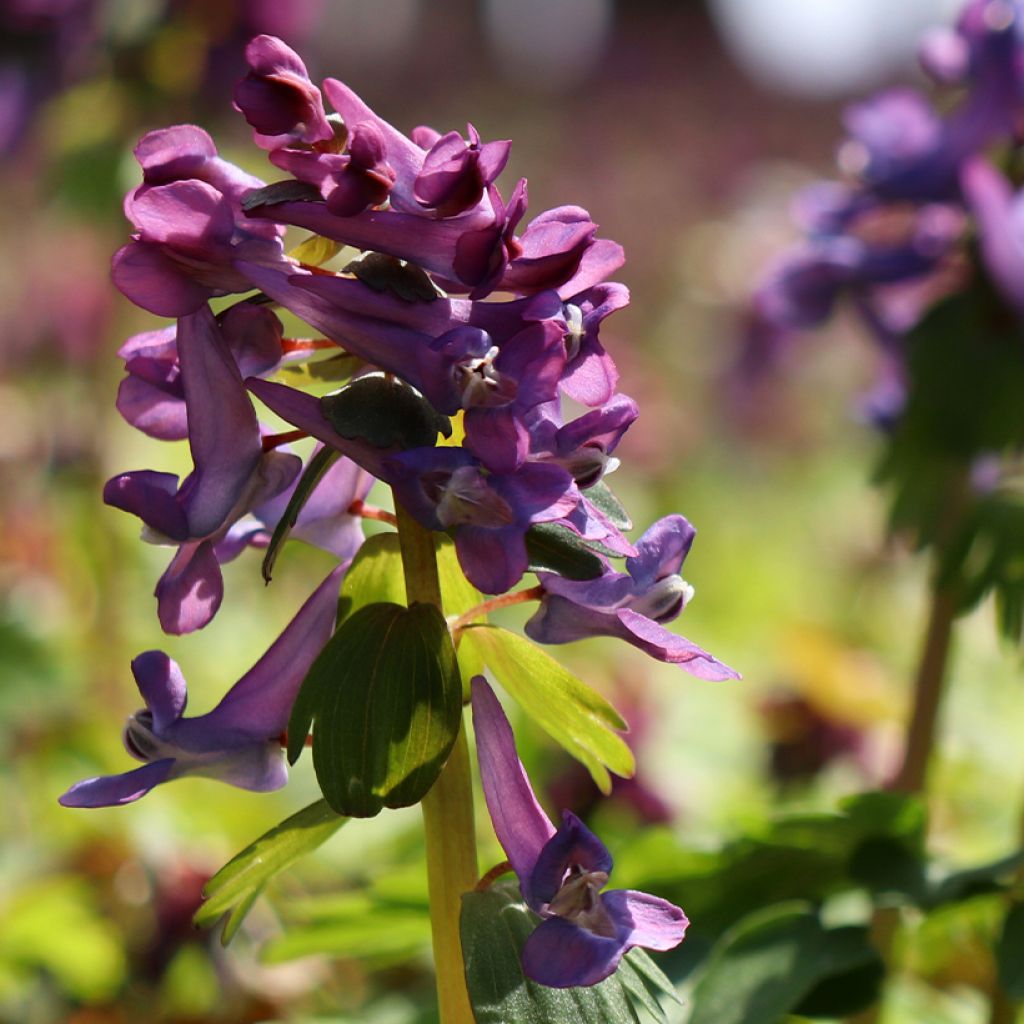 Corydalis solida Purple Bird - Corydale bulbeuse