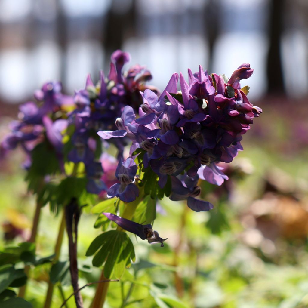 Corydalis solida Purple Bird - Corydale bulbeuse