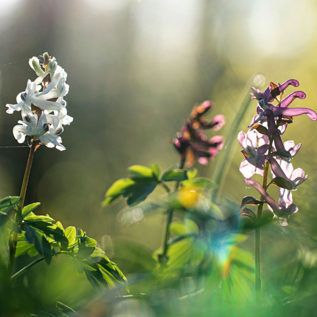 Corydalis solida White Swallow - Corydale bulbeuse