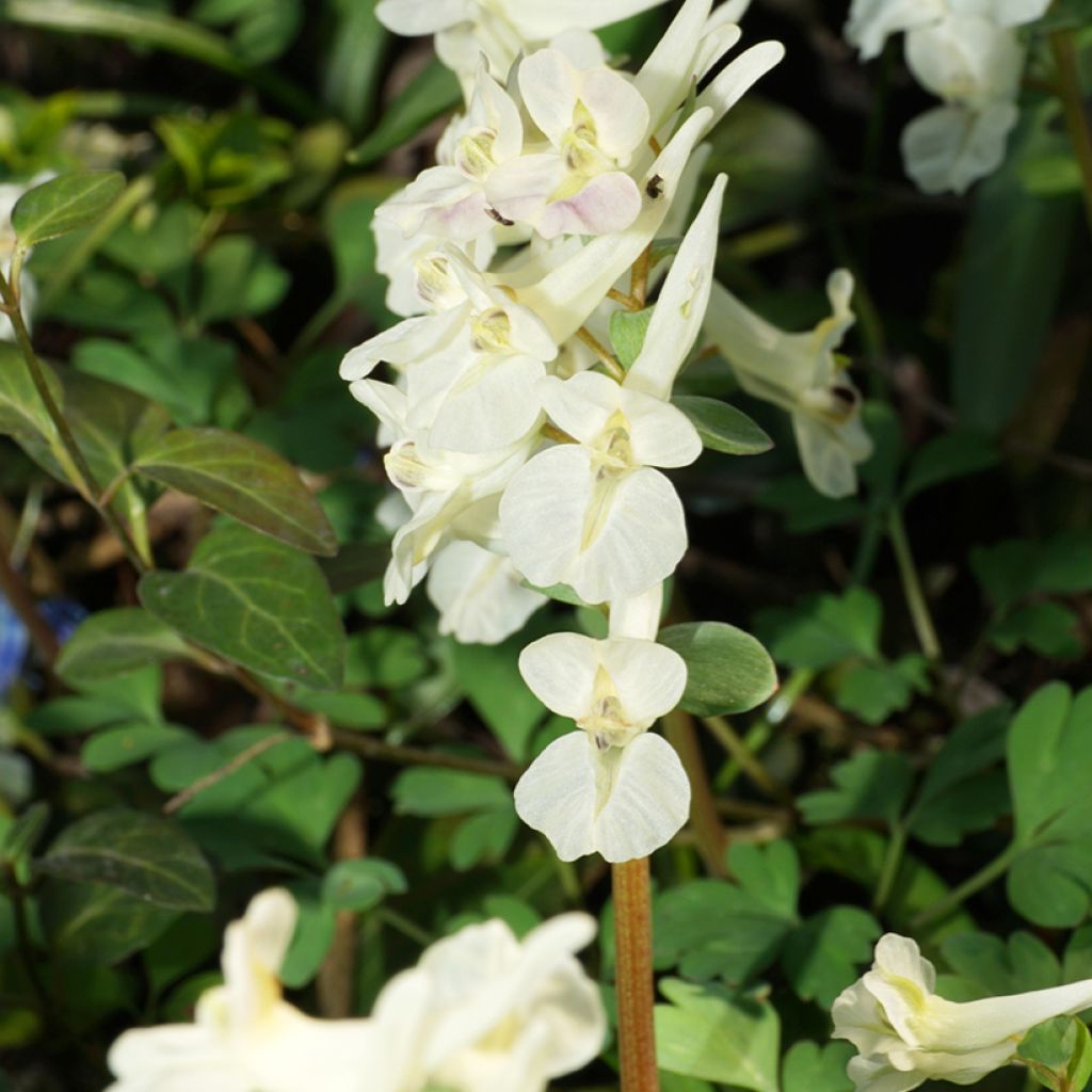 Corydalis solida White Swallow - Corydale bulbeuse